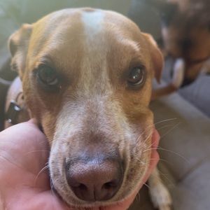 Meet your Posher, Preston